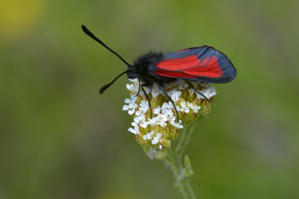 Zygaena da ID - Zygaena (Mesembrynus) purpuralis